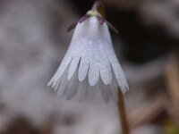Soldanella minima 9, Saxifraga-Harry Jans