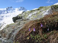 Soldanella pusilla 10, Saxifraga-Jeroen Willemsen