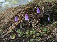 Soldanella pusilla 11, Saxifraga-Jeroen Willemsen