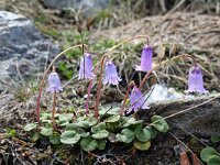 Soldanella pusilla 12, Saxifraga-Jeroen Willemsen