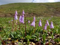 Soldanella pusilla 13, Saxifraga-Ed Stikvoort
