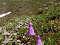 Soldanella pusilla 14, Saxifraga-Ed Stikvoort