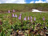 Soldanella pusilla 15, Saxifraga-Ed Stikvoort