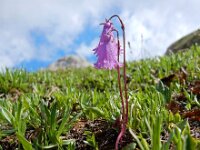 Soldanella pusilla 16, Saxifraga-Ed Stikvoort