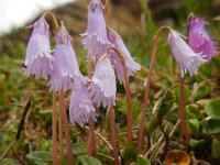 Soldanella pusilla 17, Saxifraga-Ed Stikvoort