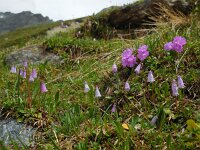 Soldanella pusilla 18, Saxifraga-Ed Stikvoort