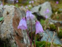 Soldanella pusilla 19, Saxifraga-Ed Stikvoort