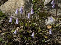 Soldanella pusilla 2, Saxifraga-Willem van Kruijsbergen