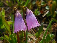 Soldanella pusilla 20, Saxifraga-Ed Stikvoort