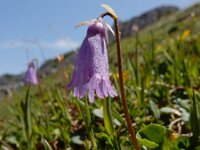 Soldanella pusilla 21, Saxifraga-Ed Stikvoort