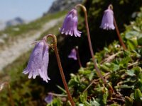 Soldanella pusilla 22, Saxifraga-Ed Stikvoort