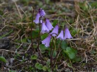 Soldanella pusilla 23, Saxifraga-Harry Jans  Soldanella pusilla