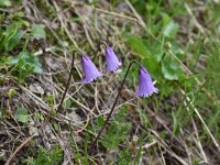 Soldanella pusilla 24, Saxifraga-Harry Jans  Soldanella pusilla