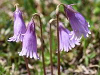 Soldanella pusilla 26, Saxifraga-Harry Jans