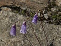 Soldanella pusilla 3, Saxifraga-Willem van Kruijsbergen