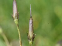 Soldanella pusilla 30, Saxifraga-Sonja Bouwman  Kleine kwastjesbloem - Soldanella pusilla - Primulaceae familie; Alp Trider (Zw)