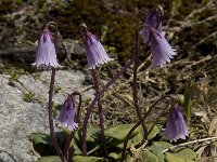 Soldanella pusilla 4, Saxifraga-Willem van Kruijsbergen