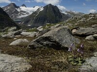 Soldanella pusilla 5, Saxifraga-Willem van Kruijsbergen