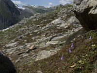 Soldanella pusilla 6, Saxifraga-Willem van Kruijsbergen