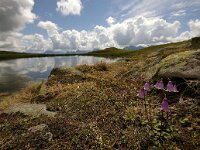 Soldanella pusilla 7, Foto Fitis-Sytske Dijksen