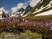 Soldanella pusilla 8, Foto Fitis-Sytske Dijksen