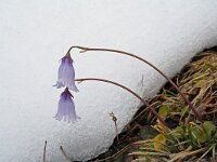 Soldanella pusilla 9, Saxifraga-Jeroen Willemsen