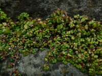Soleirolia soleirolii 15, Slaapkamergeluk, Saxifraga-Ed Stikvoort : Limerick s9900