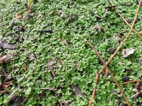 Soleirolia soleirolii 2, Slaapkamergeluk, Saxifraga-Rutger Barendse