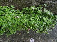 Soleirolia soleirolii 8, Slaapkamergeluk, Saxifraga-Rutger Barendse