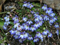 Solenopsis minuta 2, Saxifraga-Ed Stikvoort