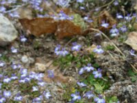 Solenopsis minuta 3, Saxifraga-Ed Stikvoort