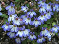 Solenopsis minuta 4, Saxifraga-Ed Stikvoort