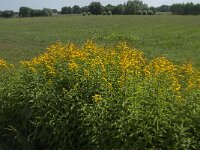 Solidago canadensis 10, Canadese guldenroede, Saxifraga-Jan van der Straaten
