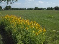 Solidago canadensis 12, Canadese guldenroede, Saxifraga-Jan van der Straaten