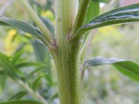 Solidago canadensis 14, Canadese guldenroede, Saxifraga-Rutger Barendse