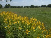 Solidago canadensis 17, Canadese guldenroede, Saxifraga-Jan van der Straaten