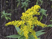 Canada goldenrod (Solidago canadensis)  Canada goldenrod (Solidago canadensis) : Canada goldenrod, goldenrod, Solidago canadensis, yellow, autumn, blooming, bud, fall, flora, floral, flower, flowering, flowers, in bloom, in flower, natural, nature, no people, nobody, open, outdoor, outdoors, outside, petal, petals, plant, rural, rural scene, summer, summertime, vascular plant