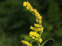 Solidago canadensis 2, Canadese guldenroede, Saxifraga-Jan van der Straaten