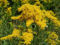 Solidago canadensis 3, Canadese guldenroede, Saxifraga-Jan van der Straaten