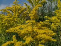 Solidago canadensis 4, Canadese guldenroede, Saxifraga-Rutger Barendse