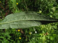 Solidago canadensis 5, Canadese guldenroede, Saxifraga-Rutger Barendse