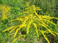 Solidago canadensis 6, Canadese guldenroede, Saxifraga-Rutger Barendse