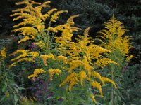 Solidago canadensis 7, Canadese guldenroede, Saxifraga-Ed Stikvoort