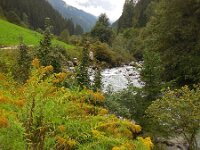 Solidago canadensis 8, Canadese guldenroede, Saxifraga-Ed Stikvoort