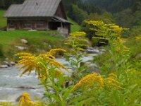 Solidago canadensis 9, Canadese guldenroede, Saxifraga-Ed Stikvoort