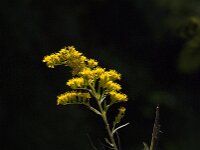 Solidago gigantea 26, Late guldenroede, Saxifraga-Jan van der Straaten
