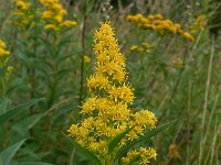 Solidago gigantea 5, Late guldenroede, Saxifraga-Ab H Baas
