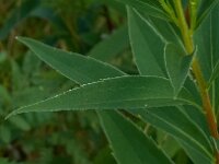 Solidago gigantea 6, Late guldenroede, Saxifraga-Ab H Baas