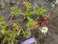 Soliva sesselis 2, Naaldzandbloem, Saxifraga-Jelle van Dijk