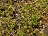 Soliva sessilis 10, Naaldzaadbloem, Saxifraga-Ed Stikvoort